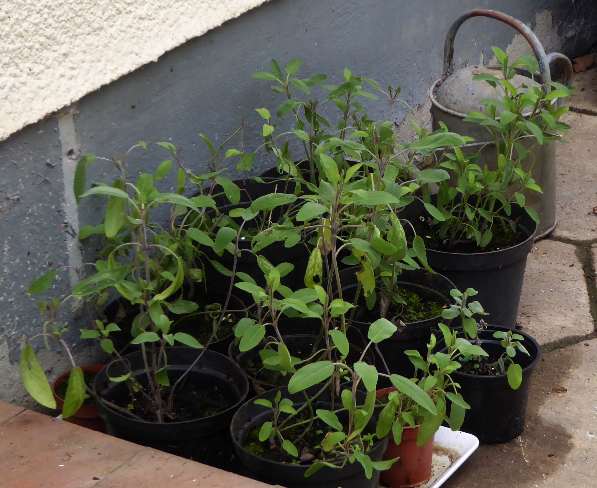 Sage plants in pots